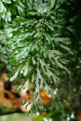 Hymenophyllum australe. Lamina showing segments with entire margins, flexuous wings on the rachis, and solitary or paired indusia with slightly toothed ovate flaps.  
 Image: L.R. Perrie © Leon Perrie 2012 CC BY-NC 3.0 NZ